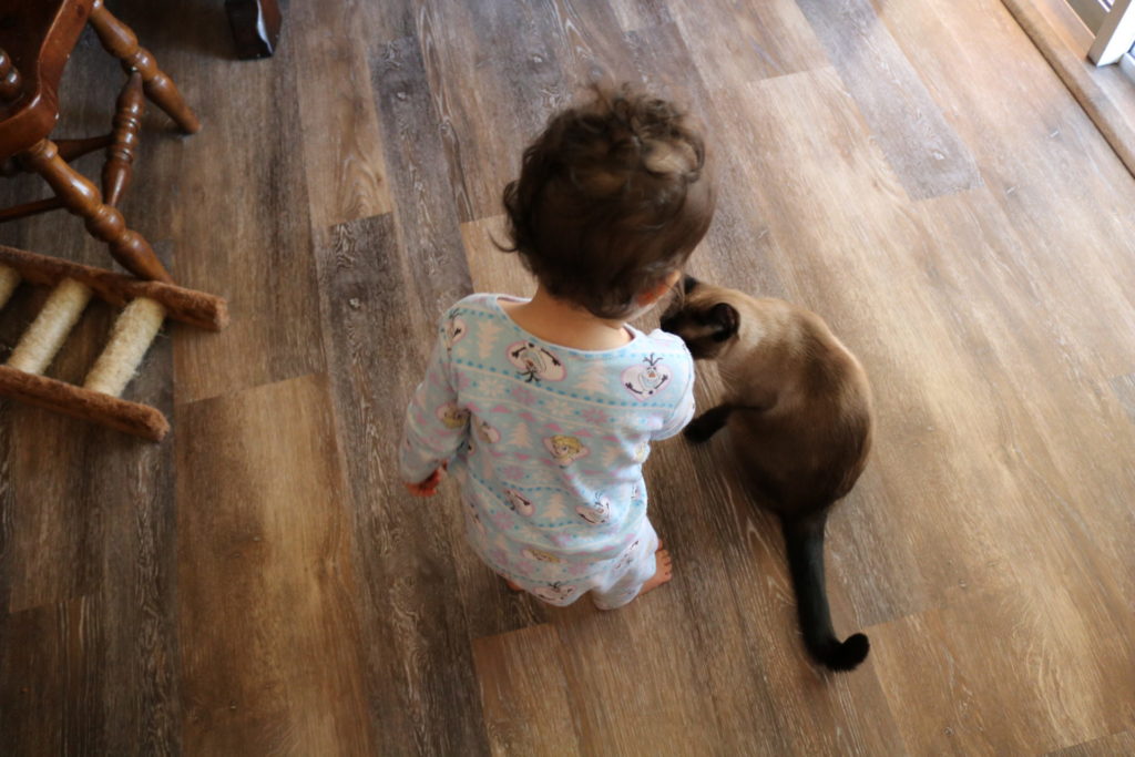 A toddler petting a cat